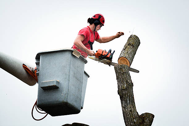 How Our Tree Care Process Works  in  Westville, IL